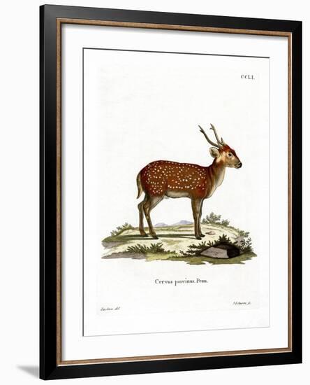 Hog Deer-null-Framed Giclee Print