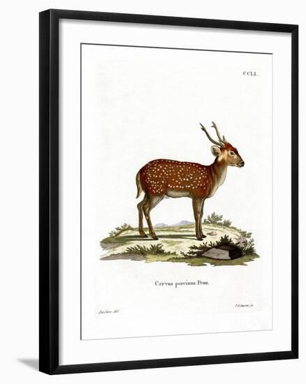 Hog Deer-null-Framed Giclee Print