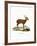 Hog Deer-null-Framed Giclee Print