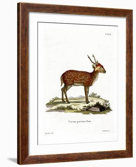 Hog Deer-null-Framed Giclee Print