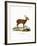 Hog Deer-null-Framed Giclee Print