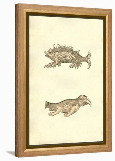 Hog & Elephant Sea Monsters-Ulisse Aldrovandi-Framed Stretched Canvas