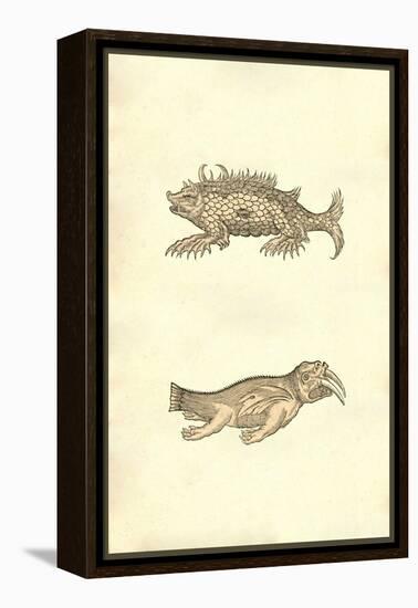 Hog & Elephant Sea Monsters-Ulisse Aldrovandi-Framed Stretched Canvas