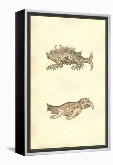 Hog & Elephant Sea Monsters-Ulisse Aldrovandi-Framed Stretched Canvas