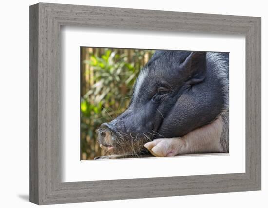 Hog in the Philippines-Keren Su-Framed Photographic Print