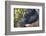 Hog in the Philippines-Keren Su-Framed Photographic Print