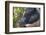 Hog in the Philippines-Keren Su-Framed Photographic Print