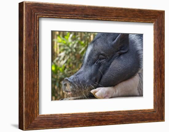 Hog in the Philippines-Keren Su-Framed Photographic Print