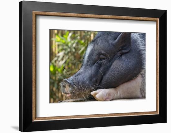 Hog in the Philippines-Keren Su-Framed Photographic Print