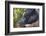 Hog in the Philippines-Keren Su-Framed Photographic Print