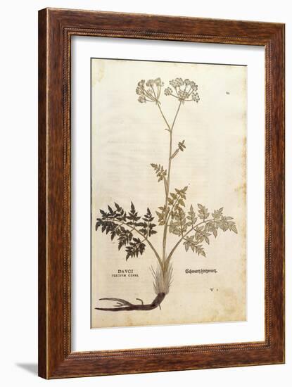 Hog's Fennel - Peucedanum Cervaria (Dauci Tertium Genus) by Leonhart Fuchs from De Historia Stirpiu-null-Framed Giclee Print