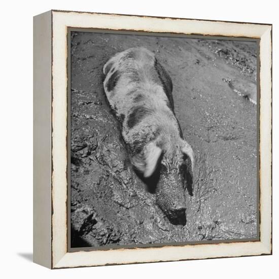 Hog Weighing 200 Lbs. Wallowing in a Mud Pile-Bob Landry-Framed Premier Image Canvas