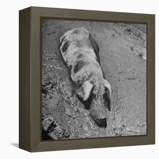 Hog Weighing 200 Lbs. Wallowing in a Mud Pile-Bob Landry-Framed Premier Image Canvas