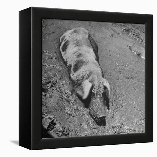 Hog Weighing 200 Lbs. Wallowing in a Mud Pile-Bob Landry-Framed Premier Image Canvas