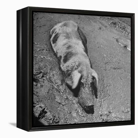 Hog Weighing 200 Lbs. Wallowing in a Mud Pile-Bob Landry-Framed Premier Image Canvas