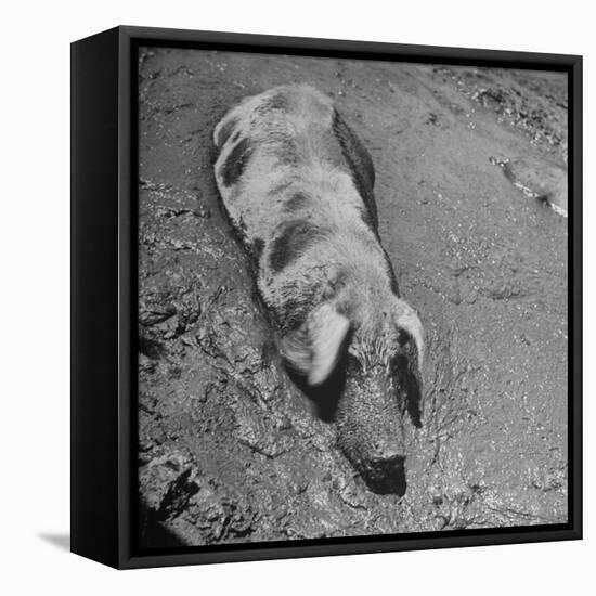 Hog Weighing 200 Lbs. Wallowing in a Mud Pile-Bob Landry-Framed Premier Image Canvas