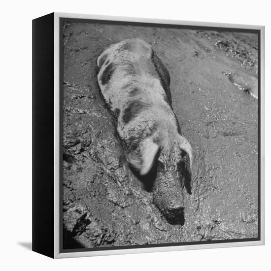 Hog Weighing 200 Lbs. Wallowing in a Mud Pile-Bob Landry-Framed Premier Image Canvas