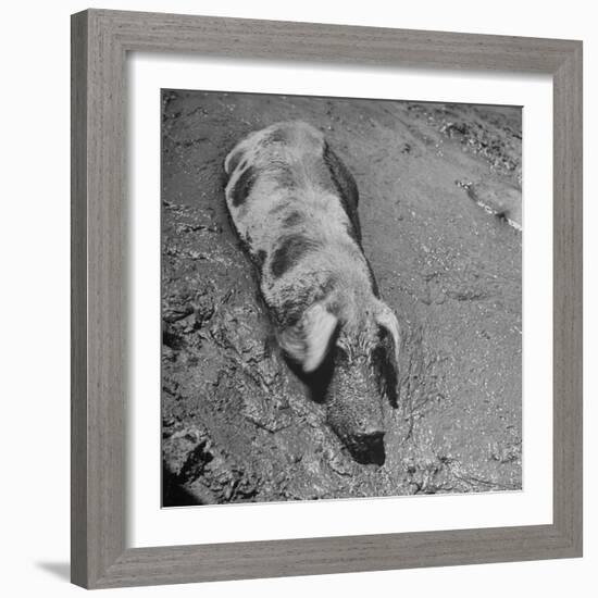 Hog Weighing 200 Lbs. Wallowing in a Mud Pile-Bob Landry-Framed Photographic Print