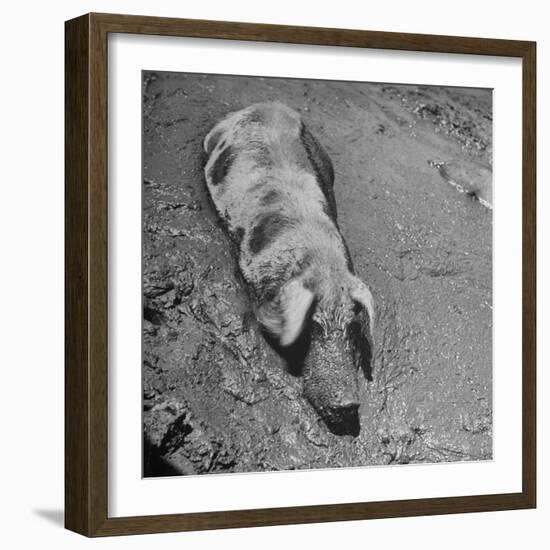 Hog Weighing 200 Lbs. Wallowing in a Mud Pile-Bob Landry-Framed Photographic Print