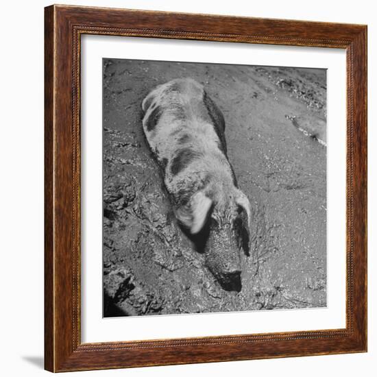 Hog Weighing 200 Lbs. Wallowing in a Mud Pile-Bob Landry-Framed Photographic Print