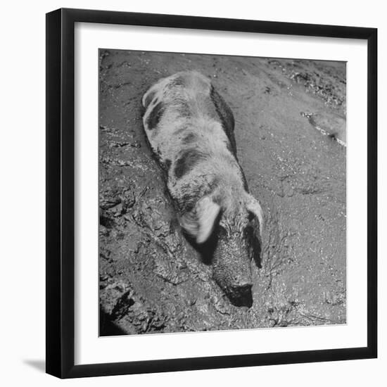 Hog Weighing 200 Lbs. Wallowing in a Mud Pile-Bob Landry-Framed Photographic Print