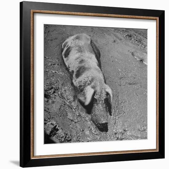 Hog Weighing 200 Lbs. Wallowing in a Mud Pile-Bob Landry-Framed Photographic Print