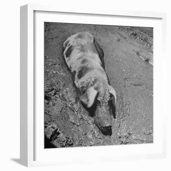 Hog Weighing 200 Lbs. Wallowing in a Mud Pile-Bob Landry-Framed Photographic Print