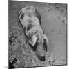Hog Weighing 200 Lbs. Wallowing in a Mud Pile-Bob Landry-Mounted Photographic Print
