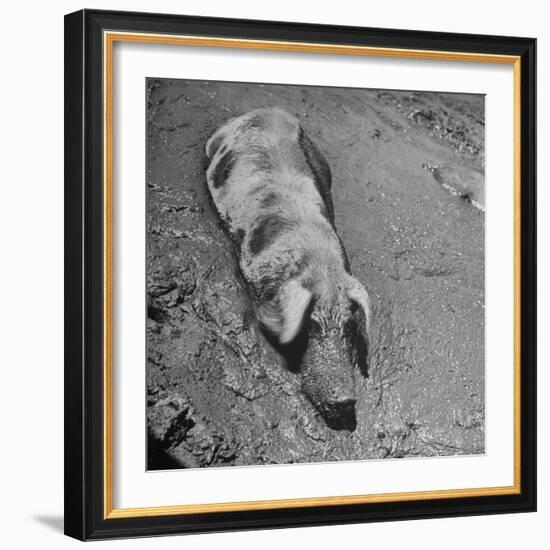 Hog Weighing 200 Lbs. Wallowing in a Mud Pile-Bob Landry-Framed Photographic Print