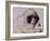 Hogarth, 1982-Brenda Brin Booker-Framed Giclee Print