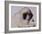 Hogarth, 1982-Brenda Brin Booker-Framed Giclee Print