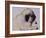 Hogarth, 1982-Brenda Brin Booker-Framed Giclee Print