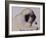 Hogarth, 1982-Brenda Brin Booker-Framed Giclee Print