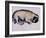 Hogarth Sleeping, 1982-Brenda Brin Booker-Framed Giclee Print