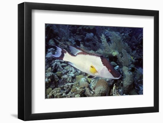 Hogfish-Hal Beral-Framed Photographic Print