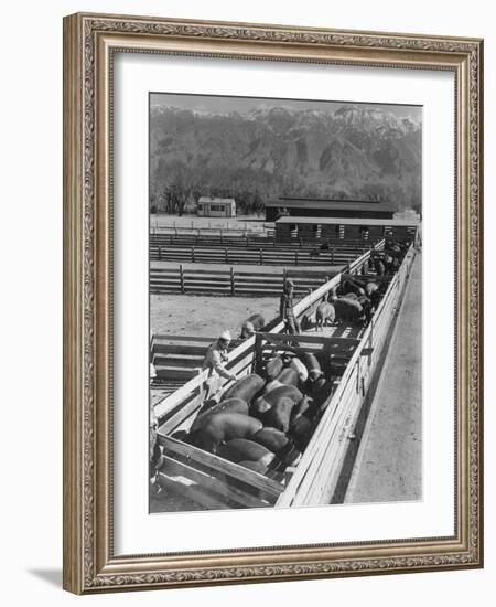 Hogs in pens being tended at Manzanar, 1943-Ansel Adams-Framed Photographic Print