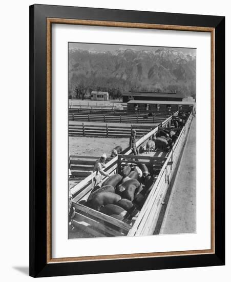 Hogs in pens being tended at Manzanar, 1943-Ansel Adams-Framed Photographic Print