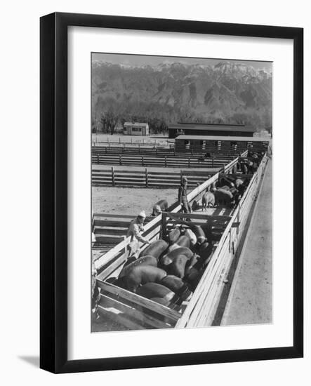 Hogs in pens being tended at Manzanar, 1943-Ansel Adams-Framed Photographic Print