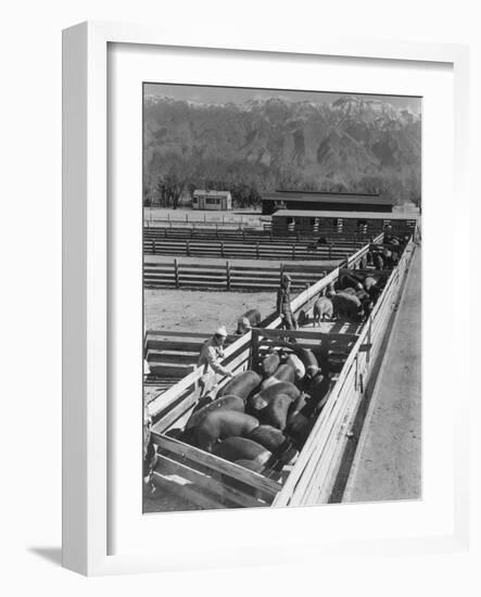 Hogs in pens being tended at Manzanar, 1943-Ansel Adams-Framed Photographic Print