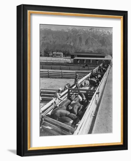 Hogs in pens being tended at Manzanar, 1943-Ansel Adams-Framed Photographic Print