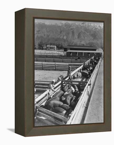 Hogs in pens being tended at Manzanar, 1943-Ansel Adams-Framed Premier Image Canvas