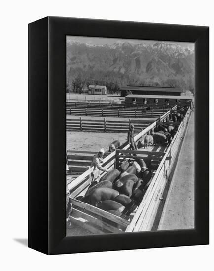 Hogs in pens being tended at Manzanar, 1943-Ansel Adams-Framed Premier Image Canvas