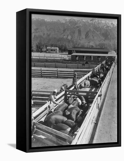 Hogs in pens being tended at Manzanar, 1943-Ansel Adams-Framed Premier Image Canvas