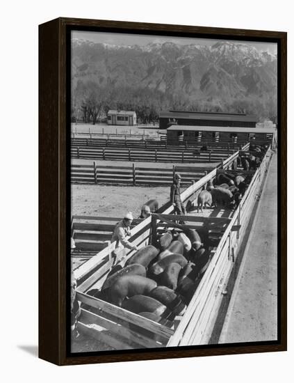 Hogs in pens being tended at Manzanar, 1943-Ansel Adams-Framed Premier Image Canvas