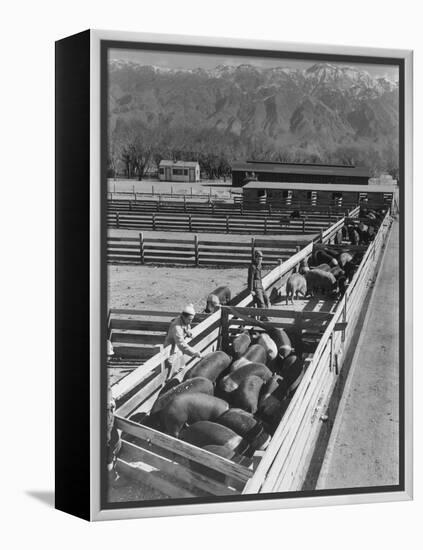 Hogs in pens being tended at Manzanar, 1943-Ansel Adams-Framed Premier Image Canvas