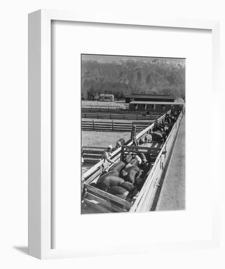 Hogs in pens being tended at Manzanar, 1943-Ansel Adams-Framed Photographic Print