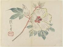 Lily, 1839-Hogyoku-Giclee Print