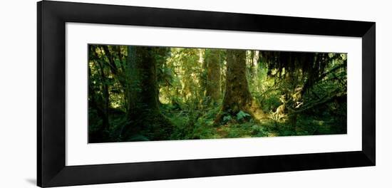 Hoh Rain Forest, Olympic National Park, Washington State, USA-null-Framed Photographic Print