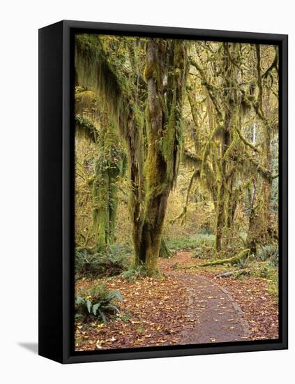 Hoh Rain Forest, Olympic National Park, Washington State, Usa-Gerry Reynolds-Framed Premier Image Canvas