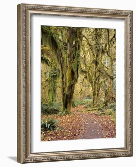 Hoh Rain Forest, Olympic National Park, Washington State, Usa-Gerry Reynolds-Framed Photographic Print